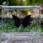 METAMORPHOSIS | #12