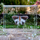 METAMORPHOSIS | #42