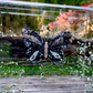 METAMORPHOSIS | #51