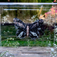 METAMORPHOSIS | #51