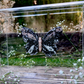 METAMORPHOSIS | #51