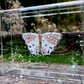 METAMORPHOSIS | #34