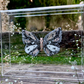 METAMORPHOSIS | #62