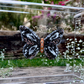 METAMORPHOSIS | #46