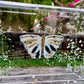 METAMORPHOSIS | #4
